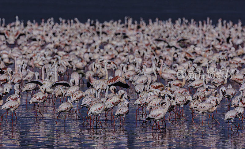 小火烈鸟(Phoenicopterus minor)是一种出现在撒哈拉以南非洲的火烈鸟。纳库鲁湖国家公园，肯尼亚